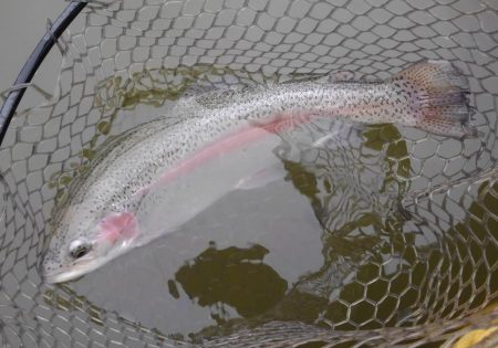 大安トラウトレイク 釣果